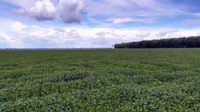 Fazenda 663 Hectares Plantando Lavoura - Nova Maringa - MT