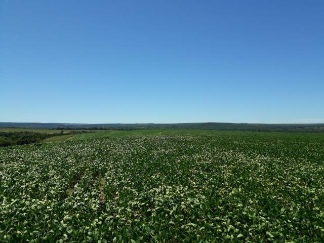 Fazenda c/ 620he, plantando em 200he, 240he em pastagens, Itiquira-MT