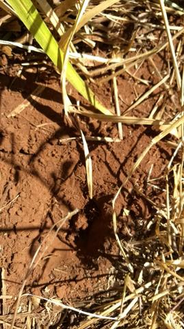 Fazenda c/ 7.180he c/ 80% formado, dupla aptidão, Ouro Branco-MT - Foto 15