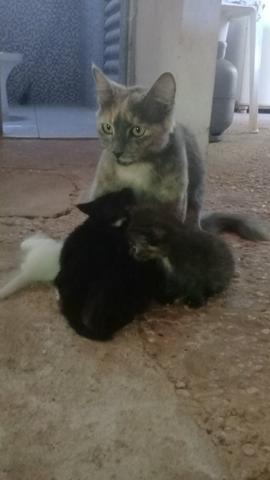 Doação de lindos gatinhos mestiços