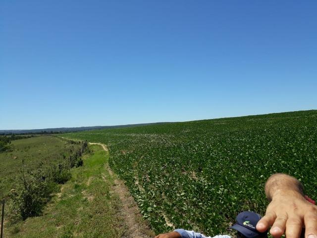 Fazenda c/ 620he, plantando em 200he, 240he em pastagens, Itiquira-MT - Foto 6