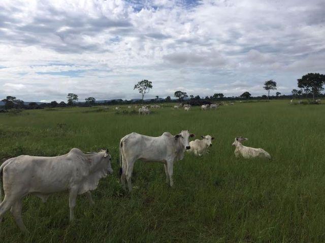Fazenda c/ 300he, 90% aberto, a 85km de Cuiabá-MT, 40% em imóveis, Sto Antonio Leverger-MT - Foto 7