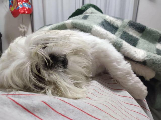 Shih-tzu - Foto 3
