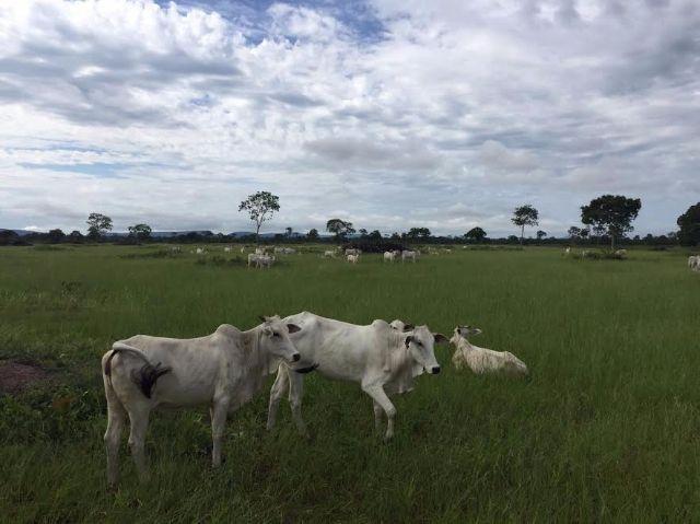 Fazenda c/ 300he, 90% aberto, a 85km de Cuiabá-MT, 40% em imóveis, Sto Antonio Leverger-MT - Foto 12
