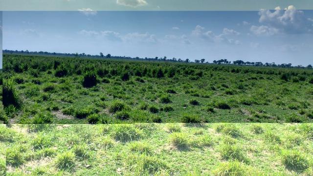 Fazenda c/ 1.000he, 620he formados, Itiquira-MT - Foto 4