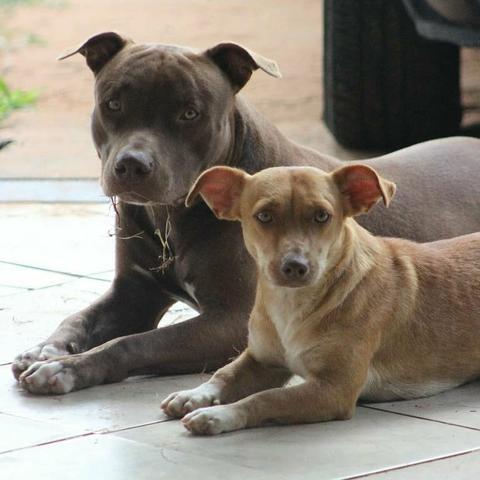 Pitbull disponível para cruzar - Foto 2