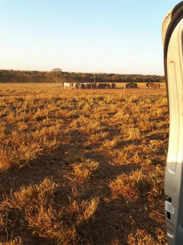 Fazenda c/ 830he, C/ 700he aberto, faz lavoura em 650he, Itiquira-MT - Foto 14