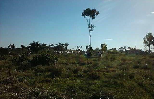 Vendo ou Arrendo Fazenda Sinop - 7.000 hectares ( Direto com Proprietário)