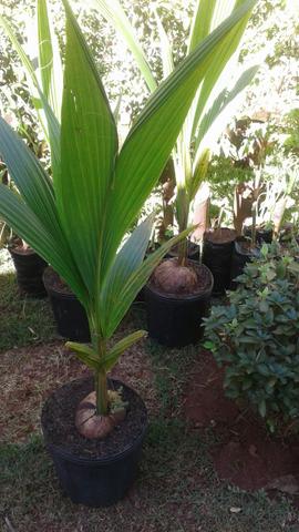 Produtor frutífera com Frutos-limão taiti, galego, pokan-Grama preço baixo-Montamos Pomar - Foto 6