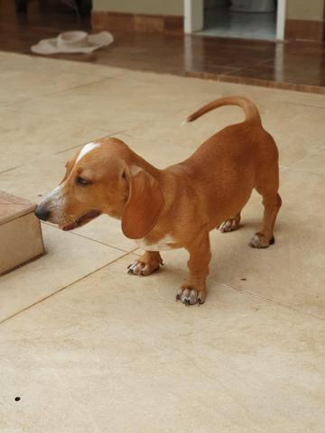 Procura-se cachorrinho