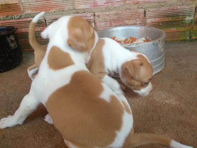 Vende-se Filhotes de Pitbull