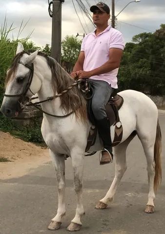 Cavalo MM marcha batida e de centro  - Foto 5