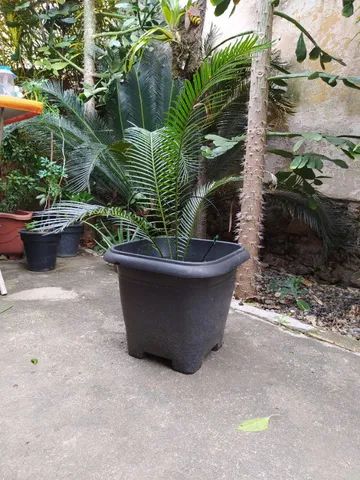 Muda de palmeira Sagú - Foto 3