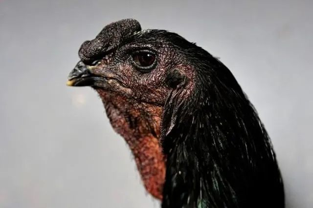 Índio Gigante GO - Foto 2