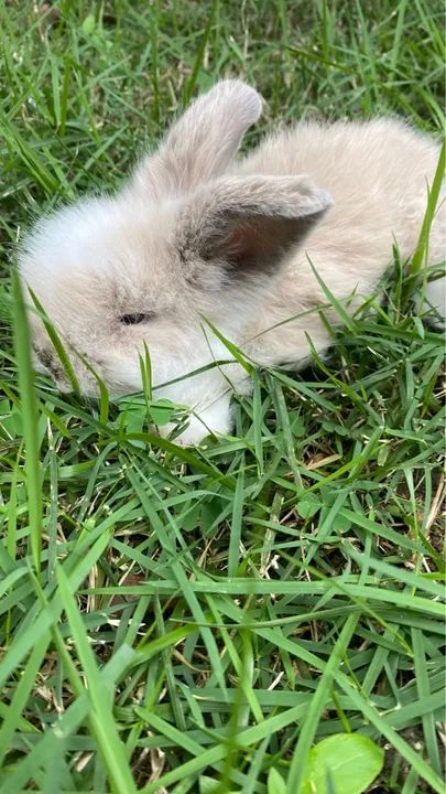 Venda filhotes de coelhos da raça Mini Fuzzy Lop - Foto 6