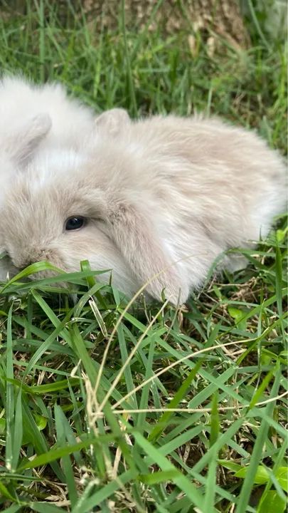 Venda filhotes de coelhos da raça Mini Fuzzy Lop