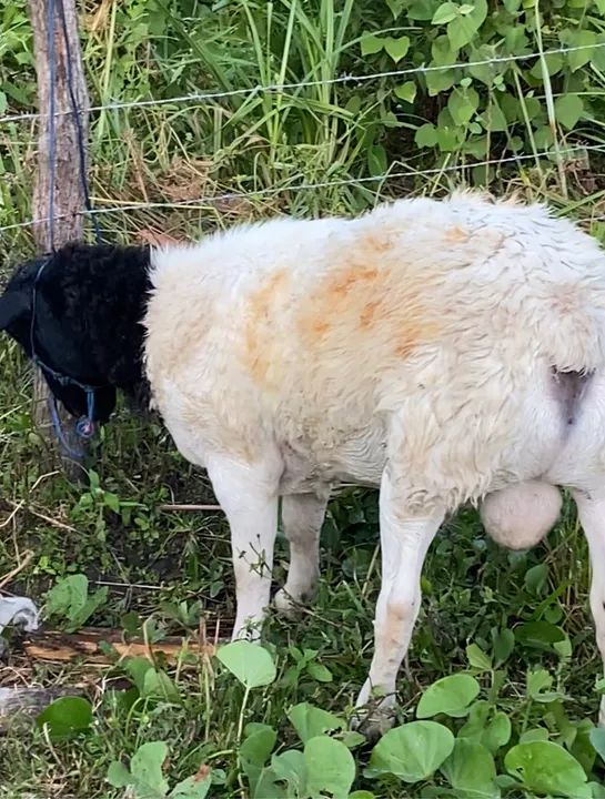 ovelha Dorper - Foto 5