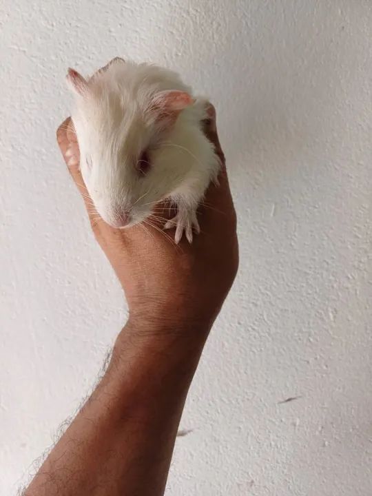 Porquinho da  - Foto 3