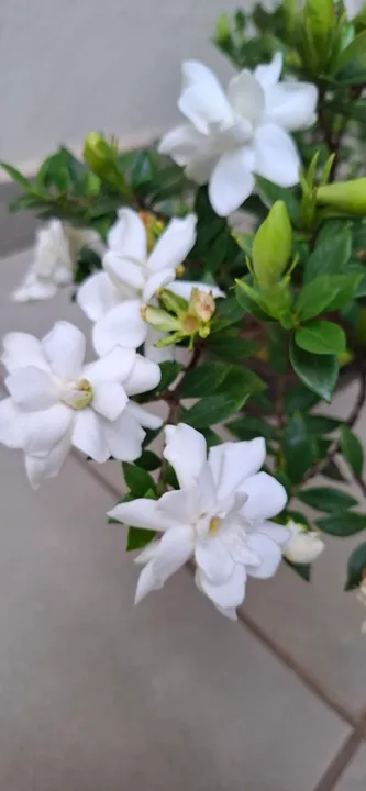 Bonsai Mini Jasmin 10 anos de idade