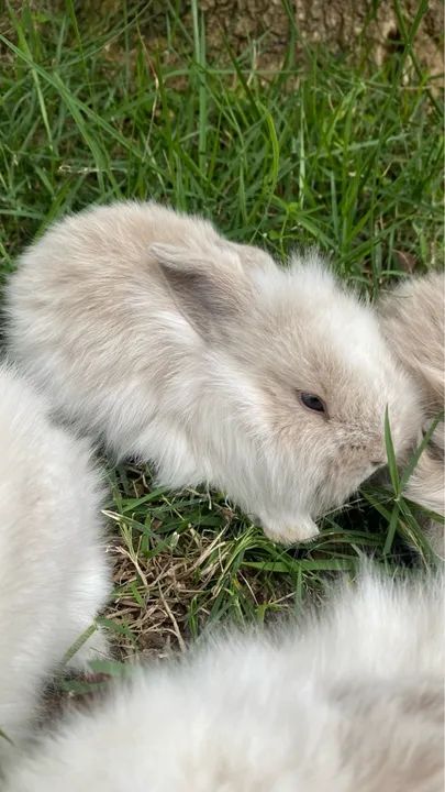 Venda filhotes de coelhos da raça Mini Fuzzy Lop - Foto 5