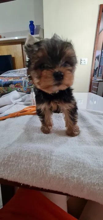 Yorkshire Fêmea com pedigrre - Foto 2