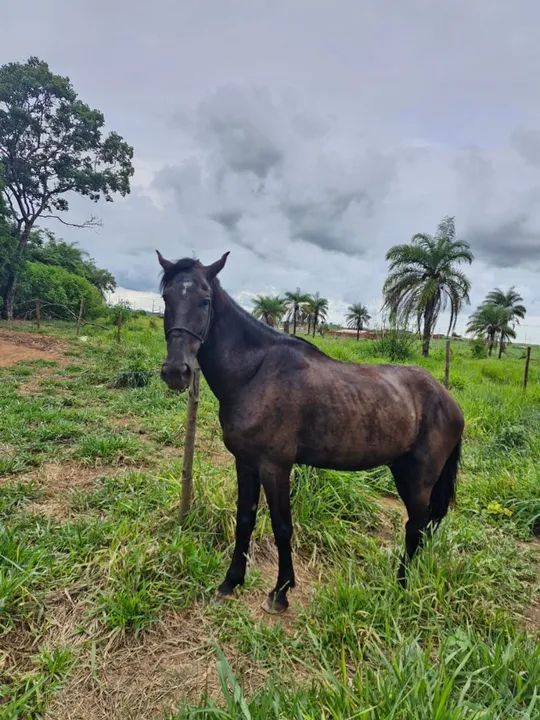Cavalo Esquipador - Foto 2