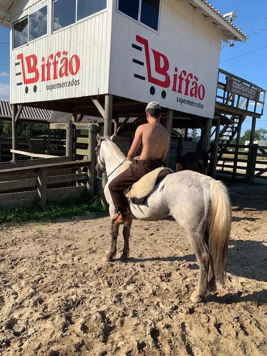 Crioulo bagual confirmado - Foto 4