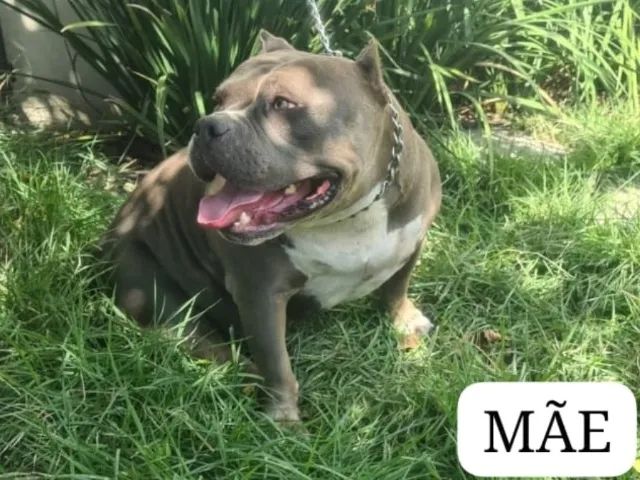 American Bully - Foto 4