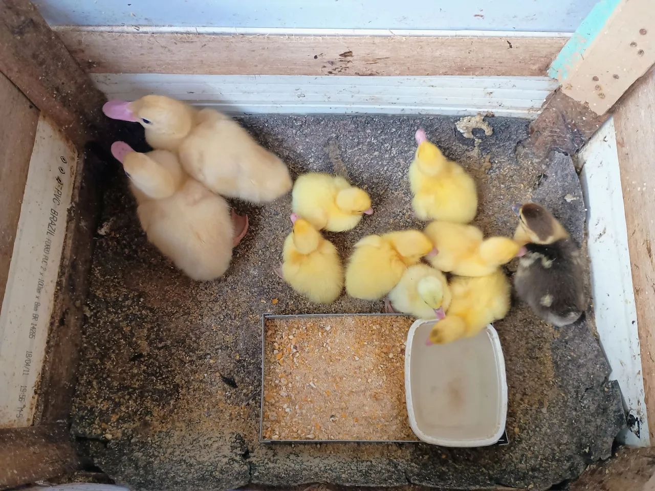 10 Patinhos  - Foto 4