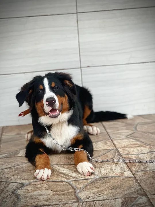Bernese Mountain Dog macho