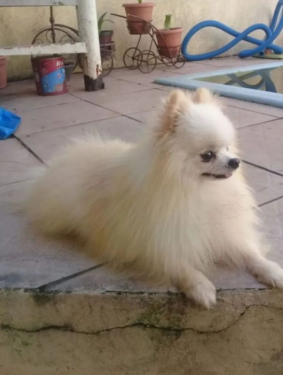 Spitz Alemão Macho anão  - Foto 4