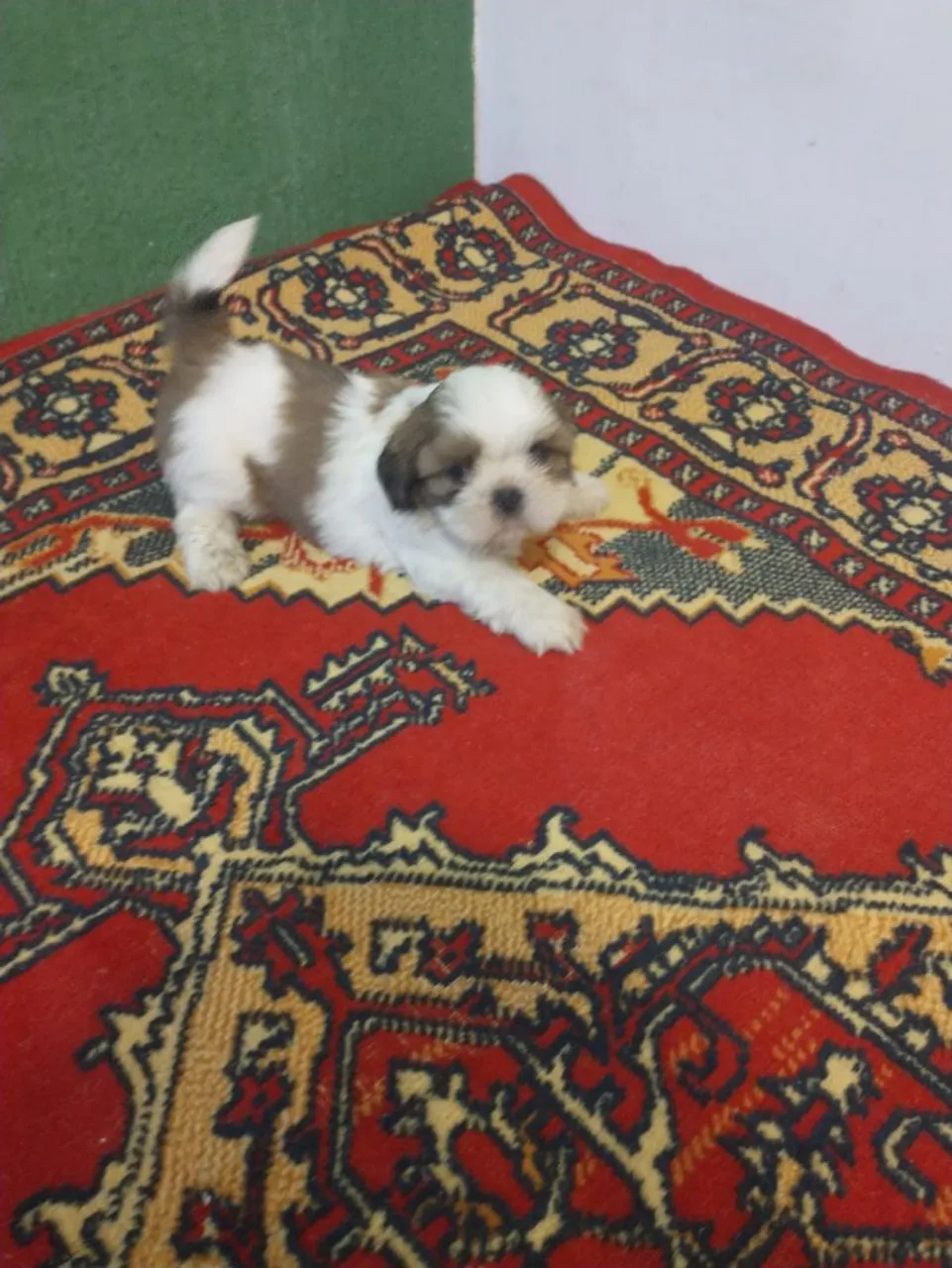 Filhote Shih Tzu para adoção