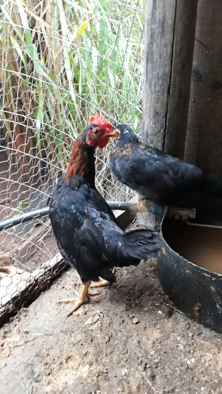 Galo e galinha garnisé 