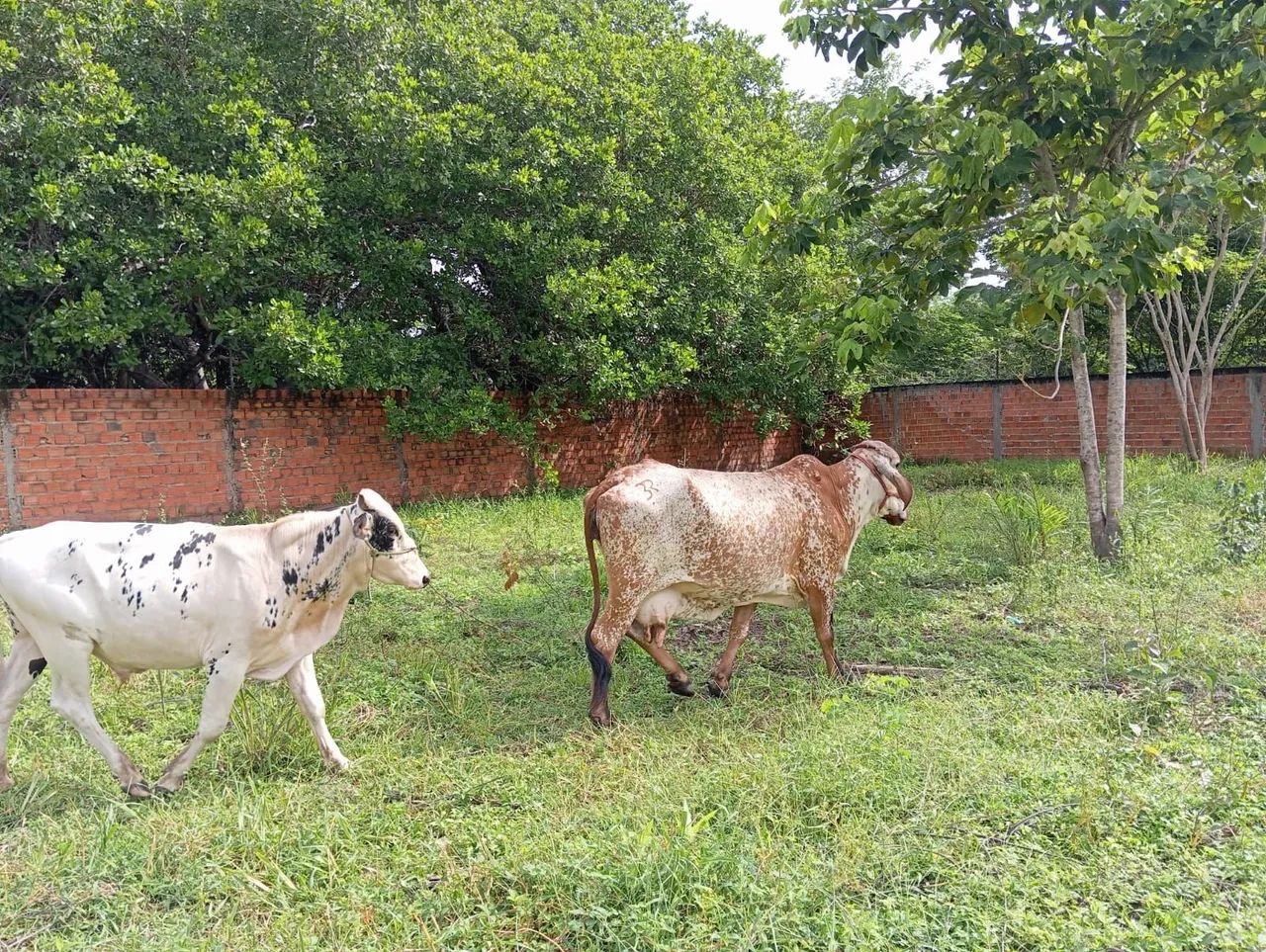 Bois à venda  - Foto 6