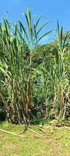 Chácara à venda, 31972 m² por R$ 980.000,00 - Piratininga - Niterói/RJ - Foto 8