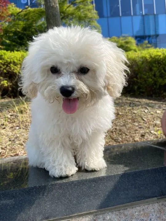 Poodle Branco