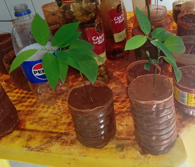 Pés de PINHA