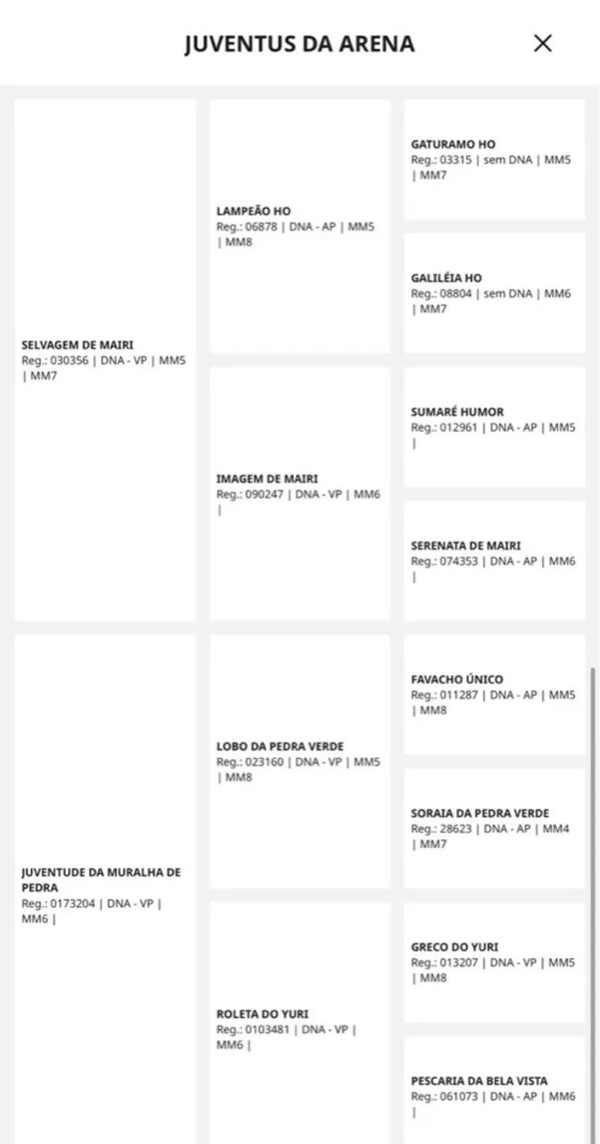Cavalo Mangalarga Marcha Picada  - Foto 6