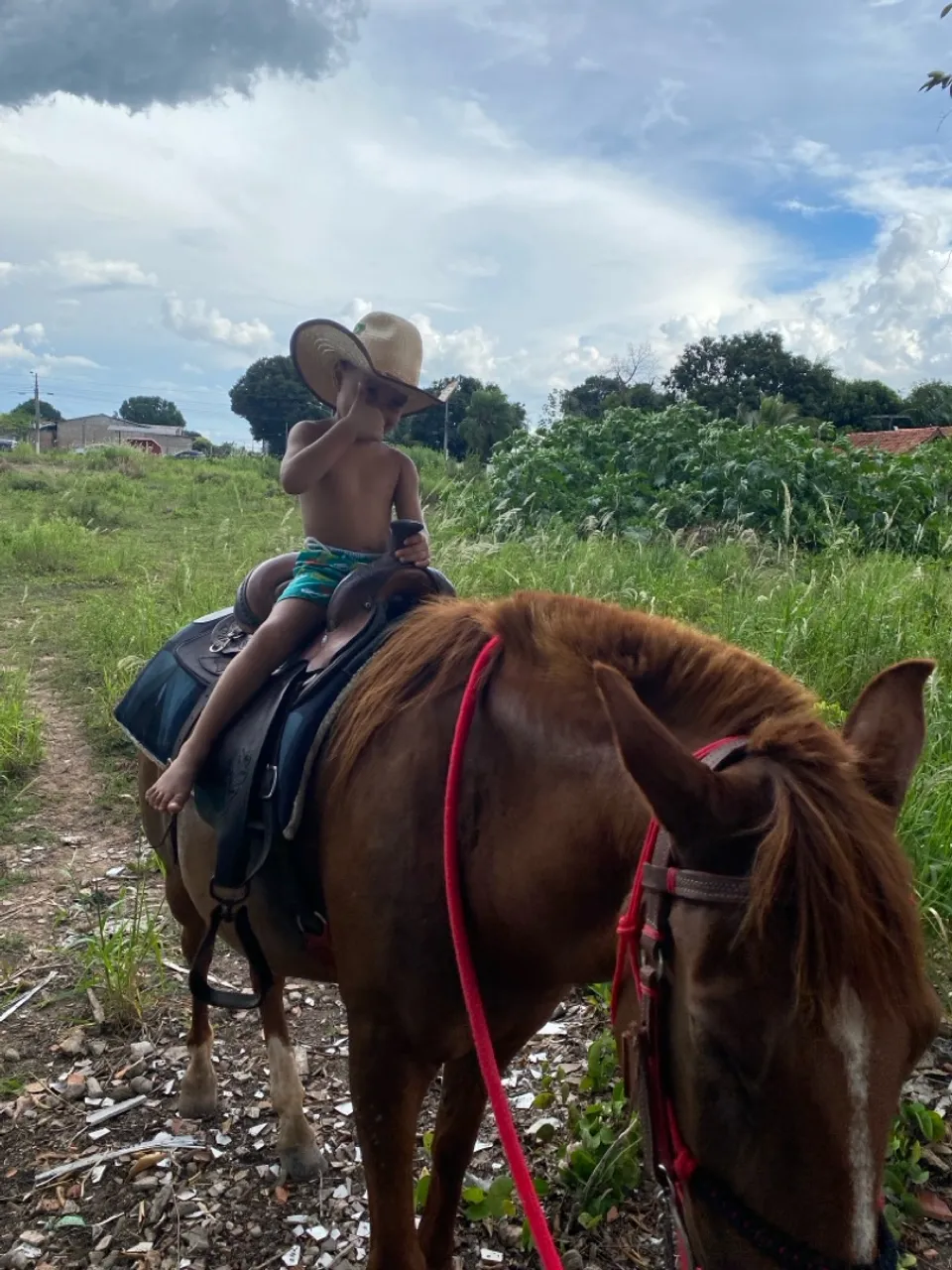 Cavalo