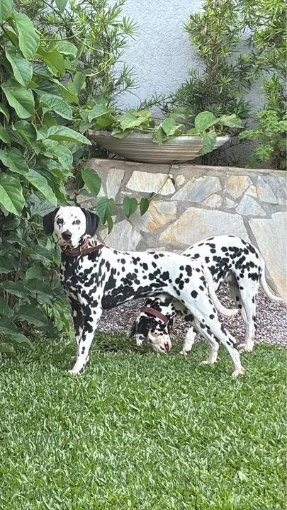 Dálmata  - Foto 2