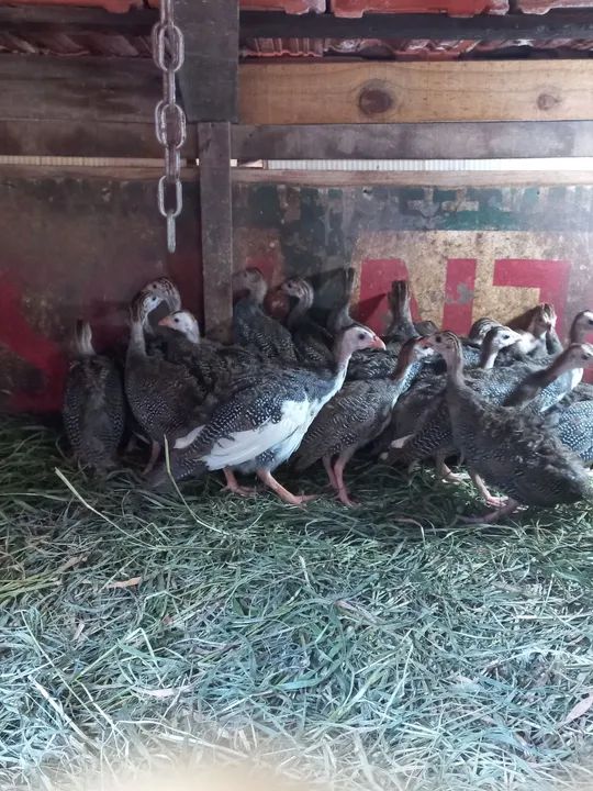 Galinhas dangola à venda  - Foto 4