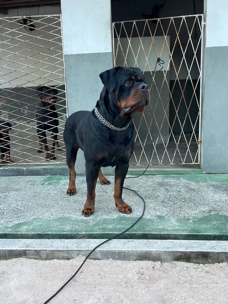 Rottweiler com pedigree  - Foto 5