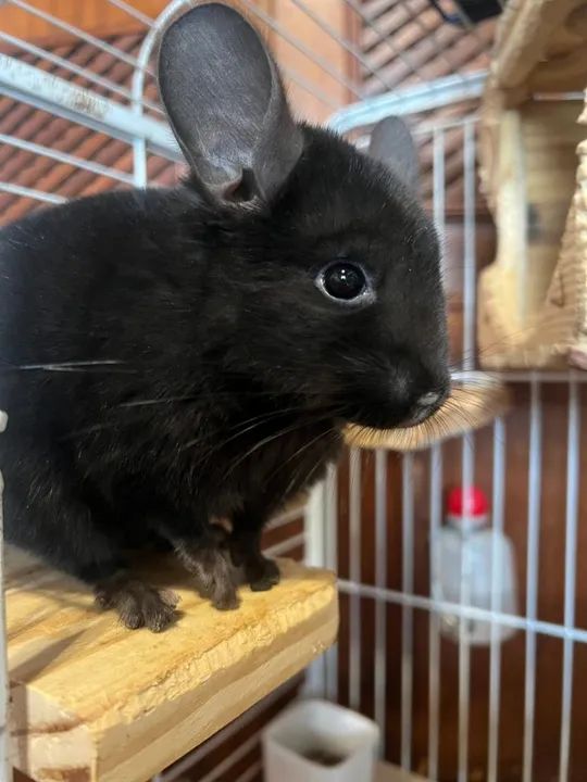 Chinchilas Ebonies fêmeas. - Foto 3