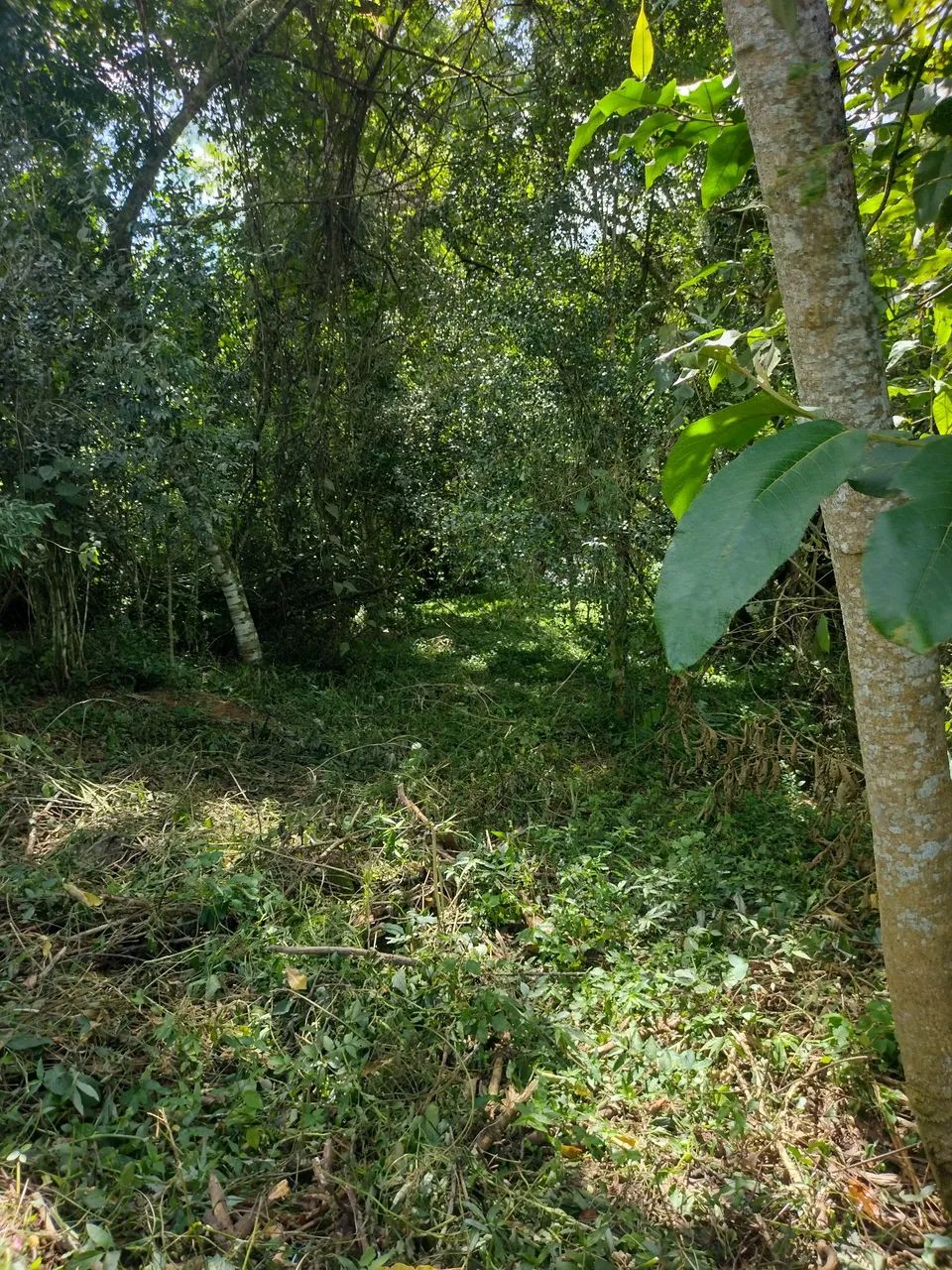 Terreno rural beira rio - Foto 4