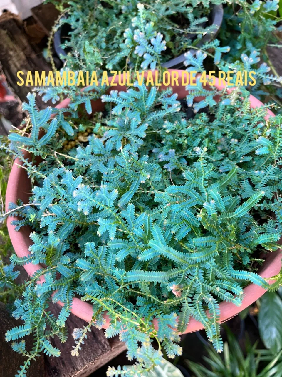 Samambaia Azul