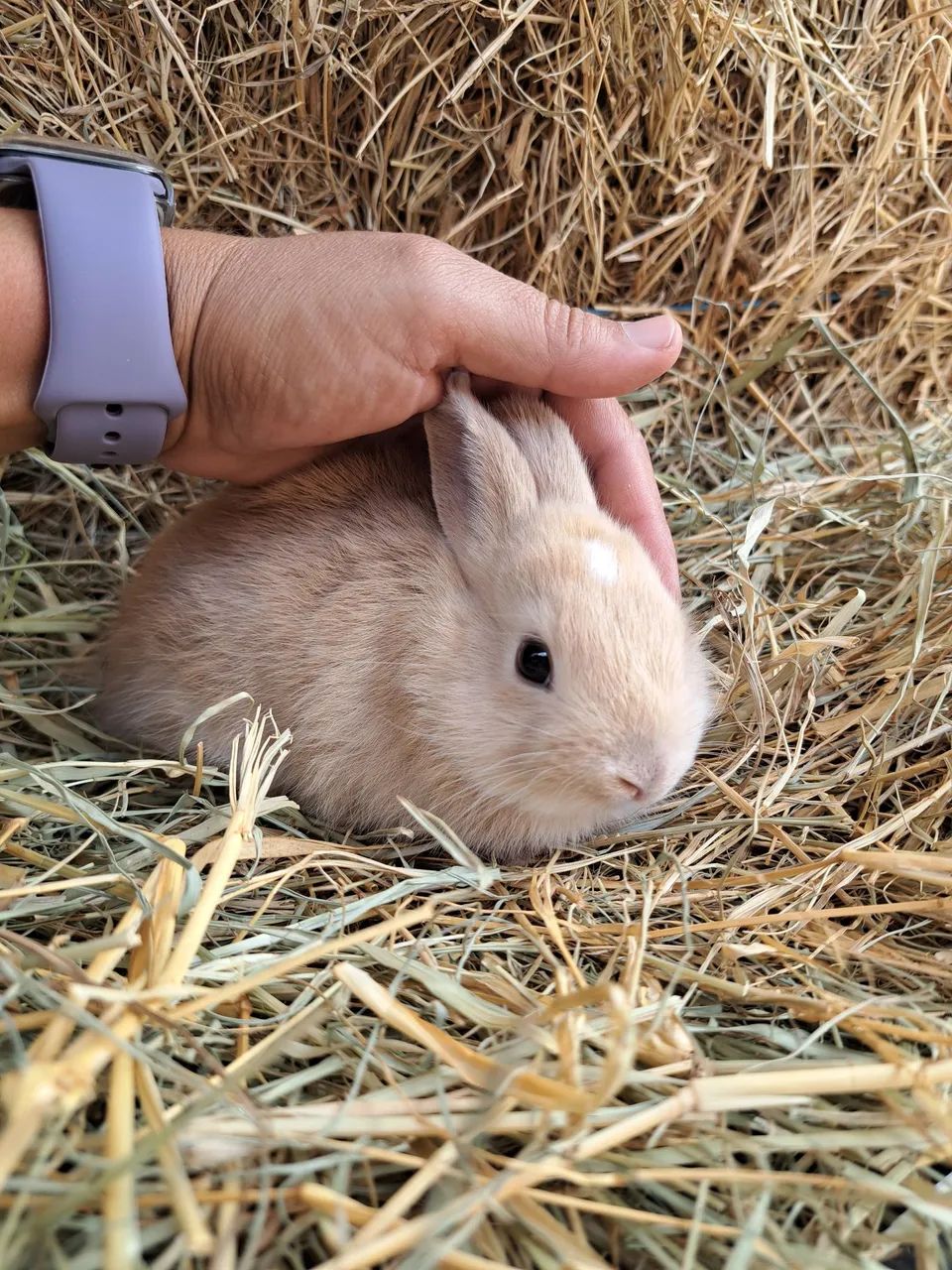 Anão netherland filhotes  - Foto 5