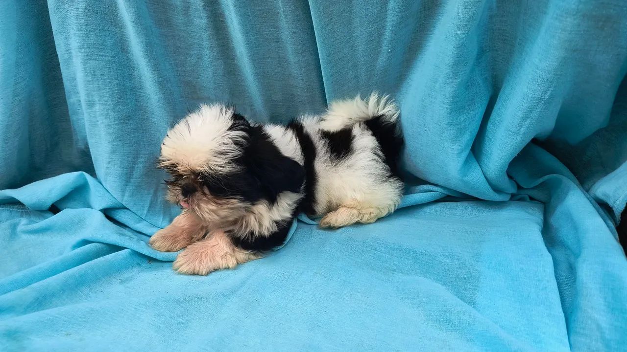 Mini macho 3 meses  - Foto 2