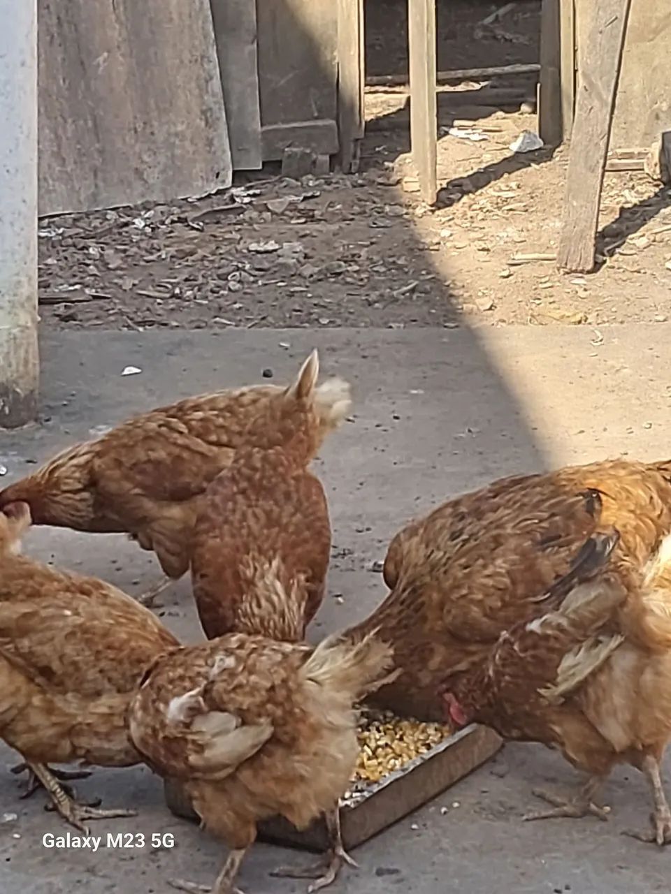 Galinha caipira - Foto 2