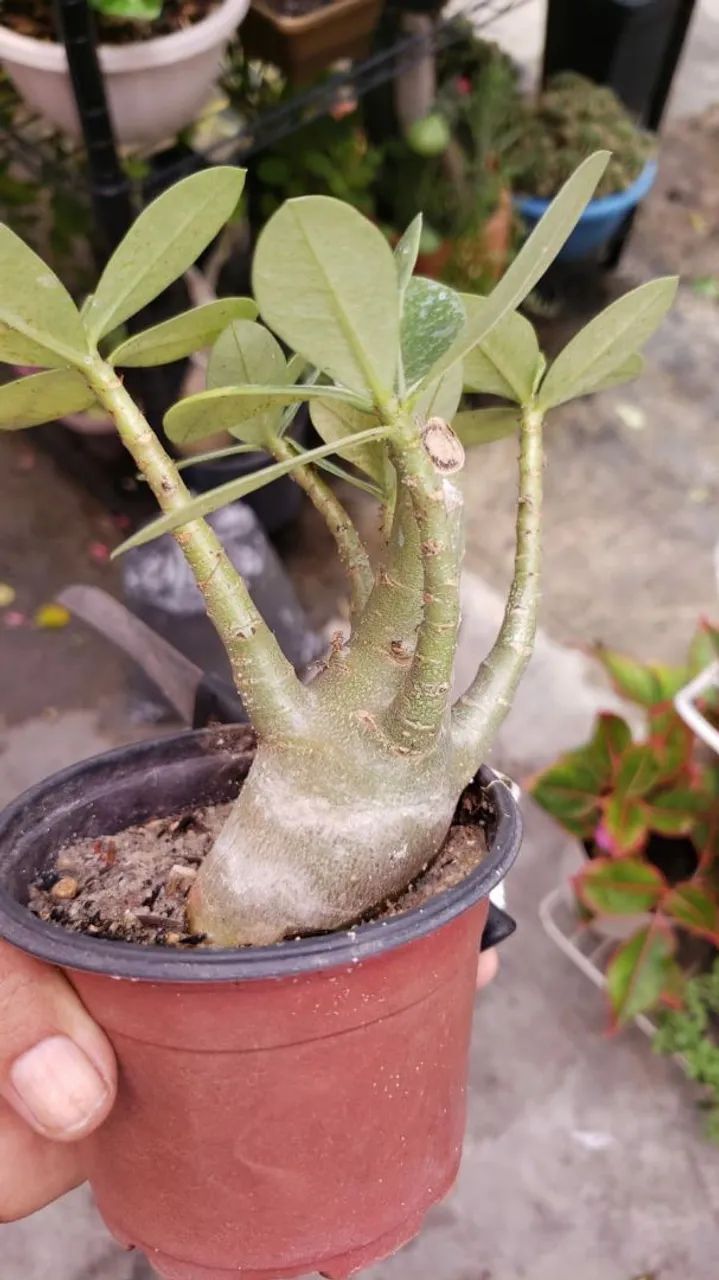 Arabicum de 10 e de 20 reais - Foto 3