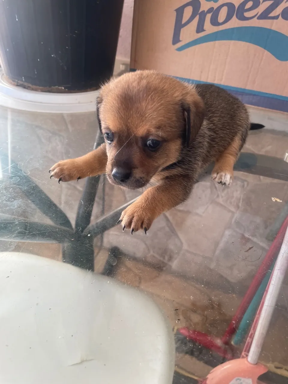 Filhote de cachorro fofo disponível para adoção